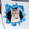 Autocolant auto personalizat - Animăluț de companie